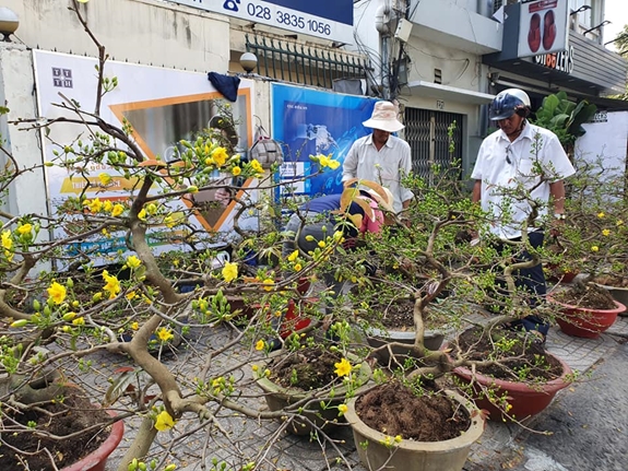 Ông Ba Thành, chủ nhà vườn ở Chợ Lách (Bến Tre) bán hoa trên đường Nguyễn Văn Cừ (quận 5) cho biết, thời tiết năm nay thuận lợi nên hoa nở đúng vụ. Đặc biệt là mai, sẽ nở rộ vào ba ngày Tết. Đây là điều rất tuyệt vời cho cả người trồng và người chơi hoa.